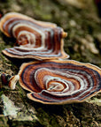 Touchwood Mushrooms