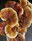 Touchwood Mushrooms