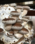 Touchwood Mushrooms